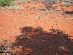 �����ɂ���a�� 1