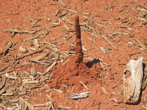 �����ɂ���a�� 6