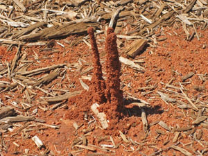 �����ɂ���a�� 7