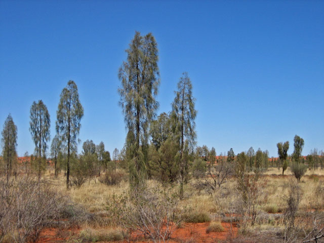 �G�A�[�Y���b�N�E���]�[�g�@���H����̌i�F 3