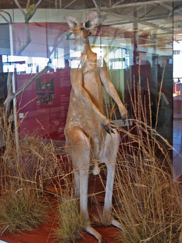 �G�A�[�Y���b�N�E���]�[�g�@�J���K���[�̔���