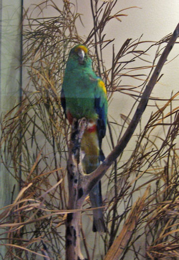 �G�A�[�Y���b�N�E���]�[�g�@���̔���