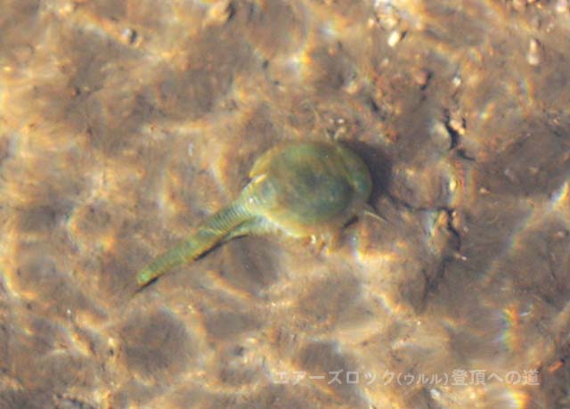 �G�A�[�Y���b�N�i�E�����j�o�R�@�J�u�g�G�r�̂悤�Ȑ�