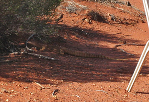 �傫�ȃg�J�Q