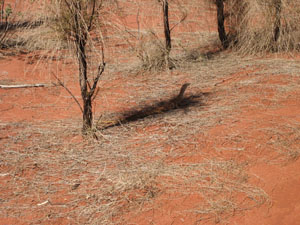 �W�]��֌������r���ɂ����傫�ȃg�J�Q