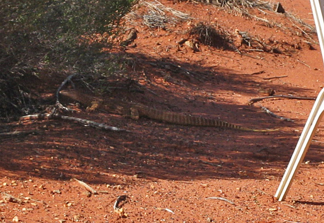 �p�C�I�j�A�W�]��@�傫�ȃg�J�Q