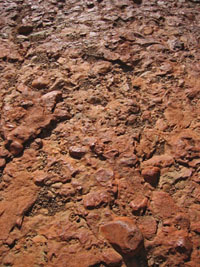 �S�c�S�c�����E�H�[�L���O�R�[�X